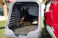 Hundebox  Towbox Dog V2 Anhängerkupplung AHK grau